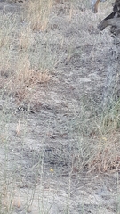 Upupa epops