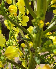Verbascum qulebicum