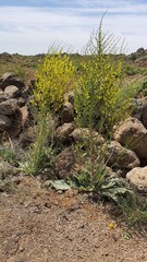 Verbascum qulebicum