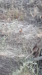 Upupa epops