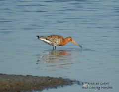 Limosa limosa