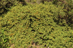 Fremontodendron decumbens