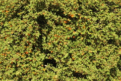 Fremontodendron decumbens