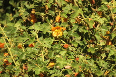 Fremontodendron decumbens