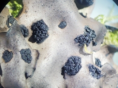 Umbilicaria polyrrhiza