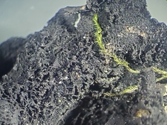 Umbilicaria polyrrhiza