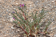 Astragalus lentiginosus diphysus