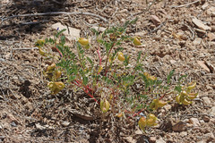 Astragalus lentiginosus diphysus