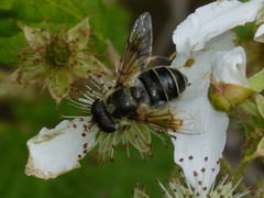 Eristalis rupium