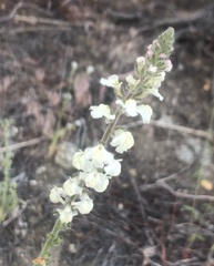 Sairocarpus coulterianus