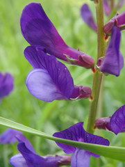 Vicia onobrychioides