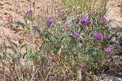 Astragalus lentiginosus diphysus