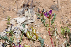 Astragalus lentiginosus diphysus