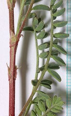 Astragalus lentiginosus diphysus