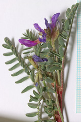 Astragalus lentiginosus diphysus