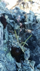 Streptanthus batrachopus