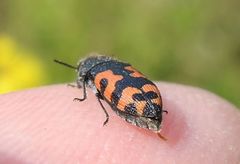 Acmaeodera ottomana