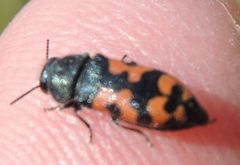 Acmaeodera ottomana