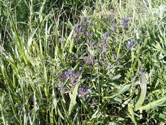 Nepeta ucranica