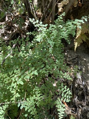 Pellaea andromedifolia