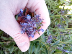 Nepeta ucranica