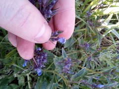 Nepeta ucranica