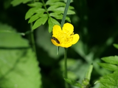 Anthaxia quadripunctata