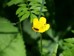 Anthaxia quadripunctata