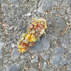 Phauda flammans