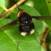 Bombylius varius - Photo (c) skitterbug, some rights reserved (CC BY), uploaded by skitterbug