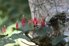 Passiflora murucuja