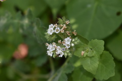 Phacelia rupestris