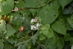 Phacelia rupestris