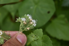 Phacelia rupestris