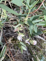 Lathyrus laetivirens
