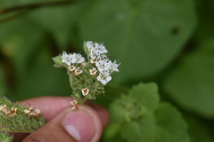 Phacelia rupestris