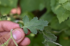 Phacelia rupestris