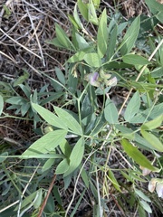 Lathyrus laetivirens