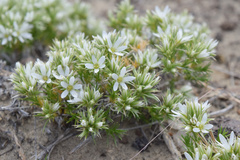 Eremogone franklinii
