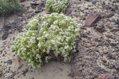 Eremogone franklinii