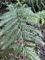 Woodwardia fimbriata image