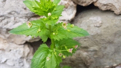 Scrophularia peregrina