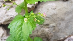 Scrophularia peregrina