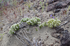 Eremogone franklinii