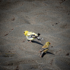 Spinus tristis jewetti