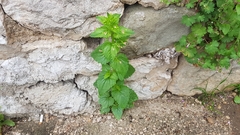 Scrophularia peregrina