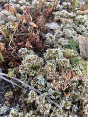 Chorizanthe howellii