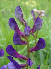 Vicia onobrychioides