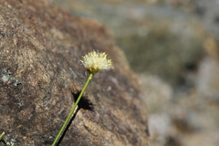 Calliscirpus criniger