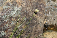 Calliscirpus criniger